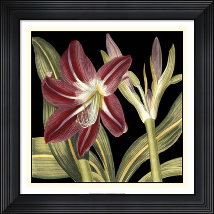 Framed Dramatic Blossoms II Print
