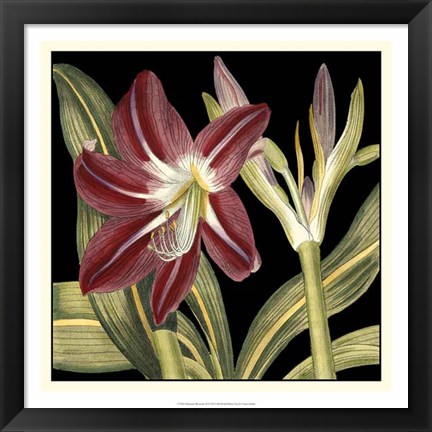 Framed Dramatic Blossoms II Print