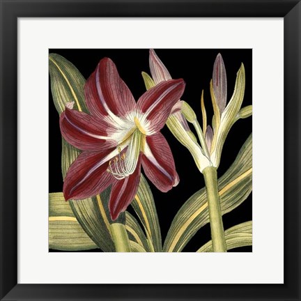 Framed Dramatic Blossoms II Print