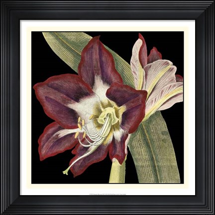 Framed Dramatic Blossoms III Print