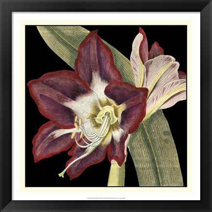 Framed Dramatic Blossoms III Print