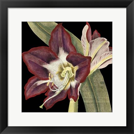 Framed Dramatic Blossoms III Print