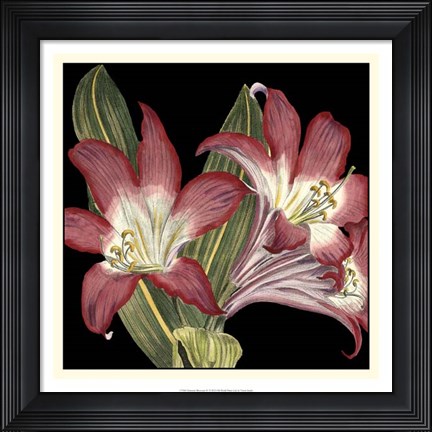Framed Dramatic Blossoms IV Print