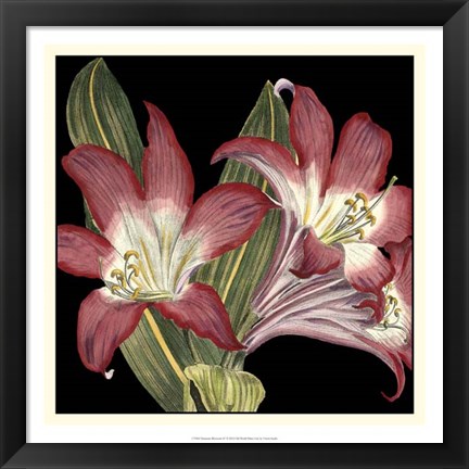 Framed Dramatic Blossoms IV Print