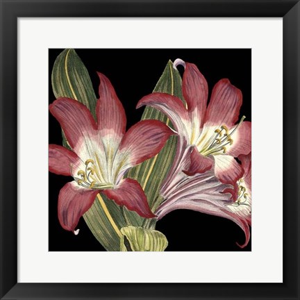 Framed Dramatic Blossoms IV Print