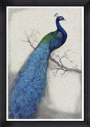 Framed Peacock Blue I Print