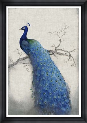 Framed Peacock Blue II Print