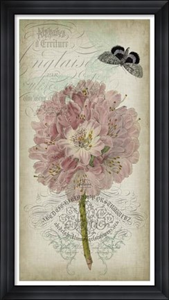 Framed Cartouche &amp; Floral II Print