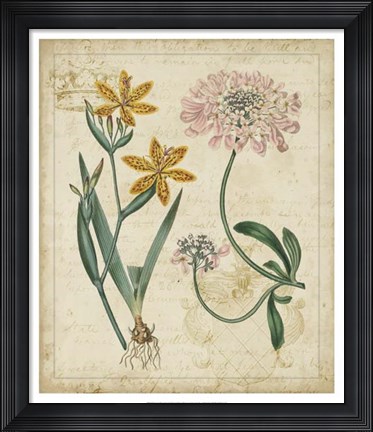 Framed Botanical Repertoire I Print