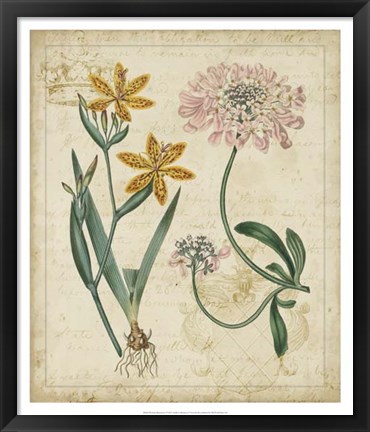 Framed Botanical Repertoire I Print