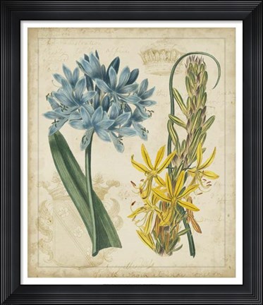 Framed Botanical Repertoire II Print