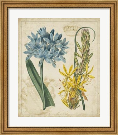 Framed Botanical Repertoire II Print