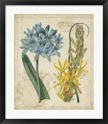 Framed Botanical Repertoire II Print