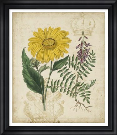 Framed Botanical Repertoire III Print