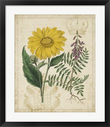 Framed Botanical Repertoire III Print