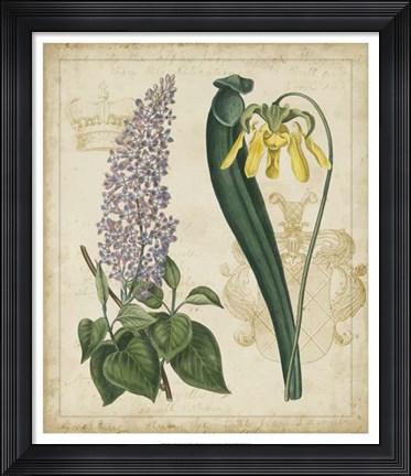Framed Botanical Repertoire IV Print