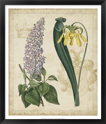 Framed Botanical Repertoire IV Print
