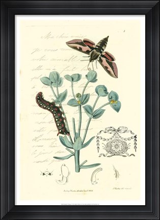 Framed Naturalist's Montage I Print