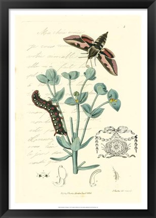 Framed Naturalist&#39;s Montage I Print