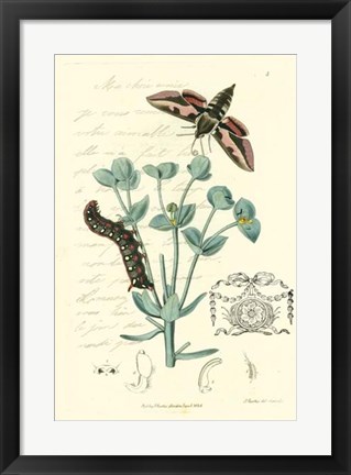 Framed Naturalist&#39;s Montage I Print