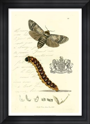 Framed Naturalist's Montage II Print