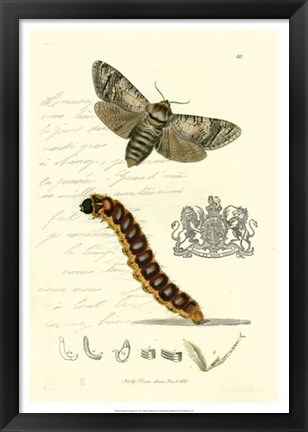 Framed Naturalist&#39;s Montage II Print