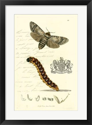 Framed Naturalist&#39;s Montage II Print