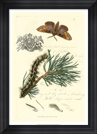 Framed Naturalist's Montage III Print