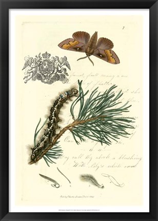 Framed Naturalist&#39;s Montage III Print