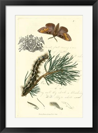 Framed Naturalist&#39;s Montage III Print