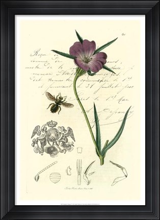 Framed Naturalist's Montage IV Print