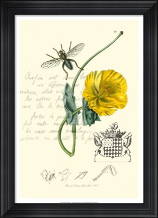 Framed Naturalist's Montage VI Print