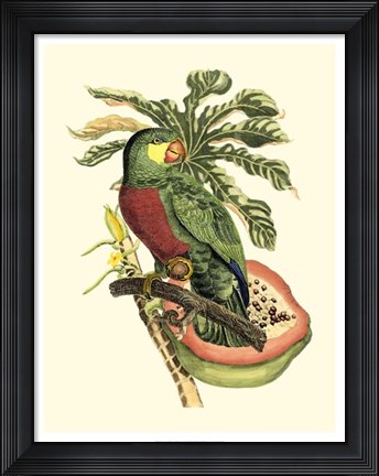 Framed Tropical Birds and Botanicals II Print