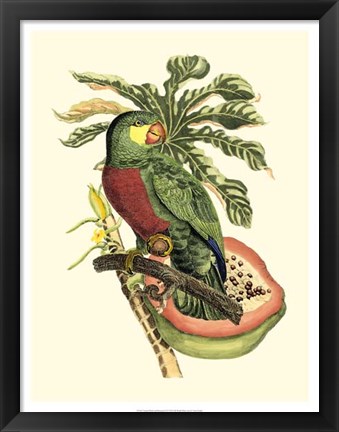 Framed Tropical Birds and Botanicals II Print