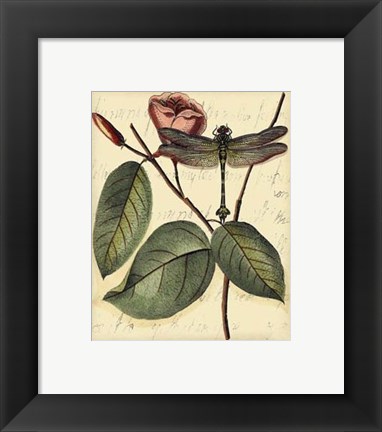 Framed Petite Dragonflies IV Print