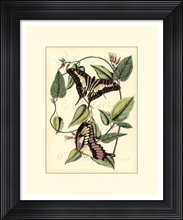 Framed Petite Butterflies II Print