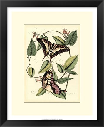 Framed Petite Butterflies II Print