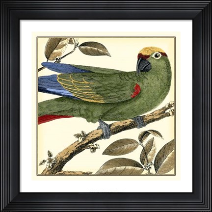 Framed Tropical Parrot I Print