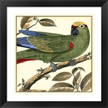 Framed Tropical Parrot I Print