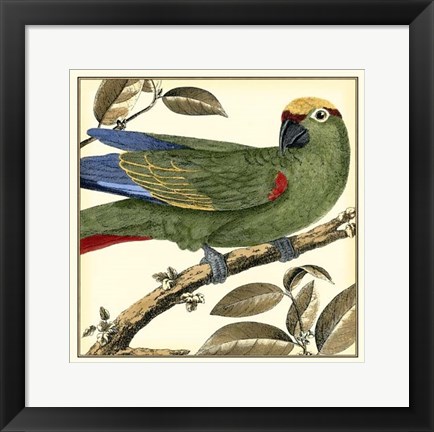 Framed Tropical Parrot I Print