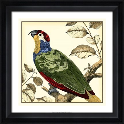 Framed Tropical Parrot II Print
