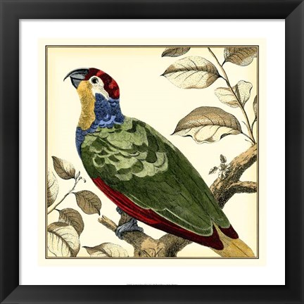 Framed Tropical Parrot II Print