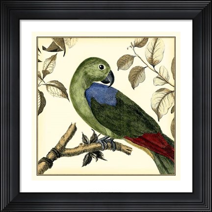 Framed Tropical Parrot III Print