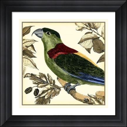 Framed Tropical Parrot IV Print