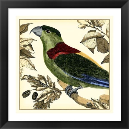 Framed Tropical Parrot IV Print