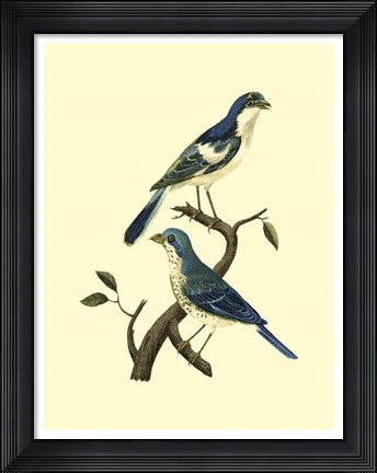 Framed Vintage Bird Pair I Print