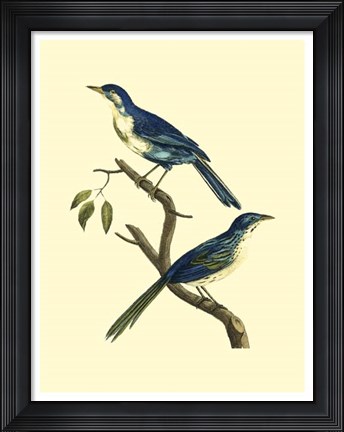 Framed Vintage Bird Pair II Print