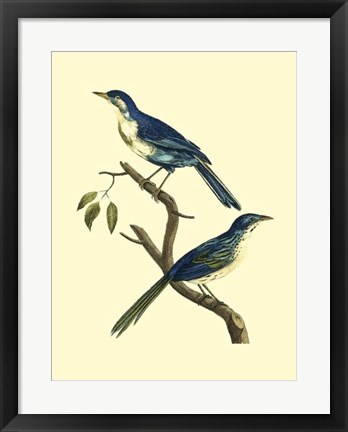 Framed Vintage Bird Pair II Print