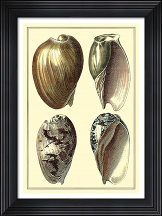 Framed Classic Shells I Print