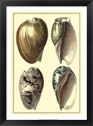 Framed Classic Shells I Print